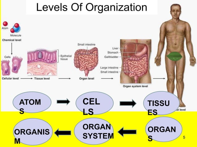 Organ systems of the body and their functions | PPT | Endocrine and ...