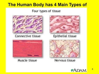 Organ systems of the body and their functions | PPT