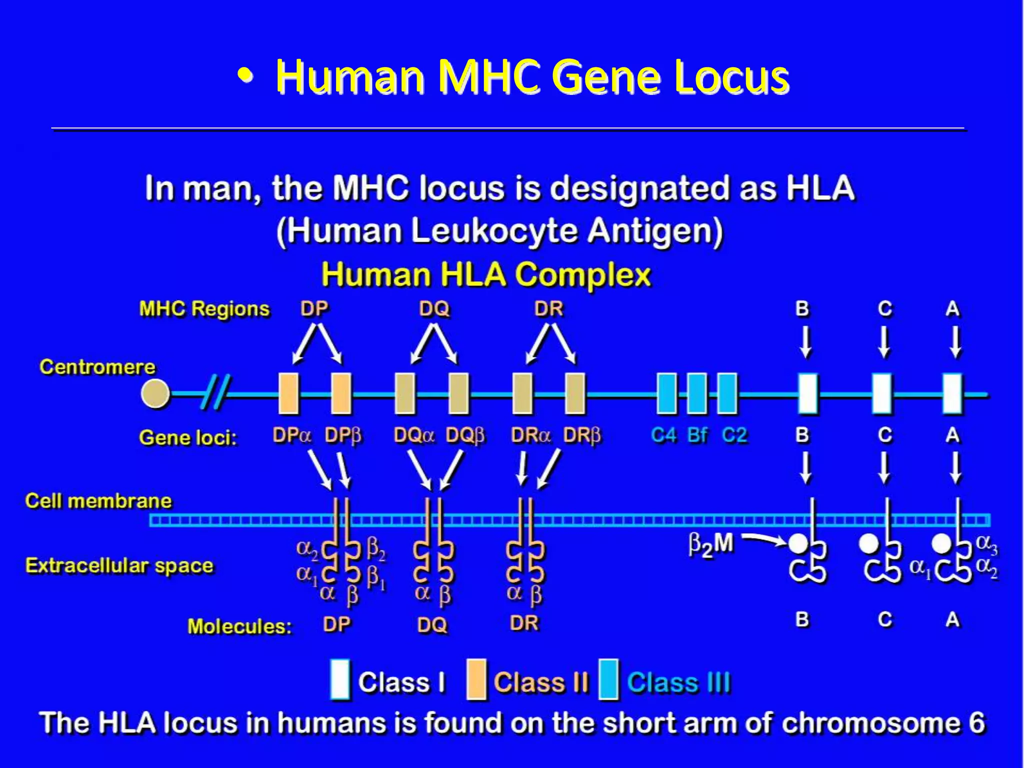• Human MHC Gene Locus
 
