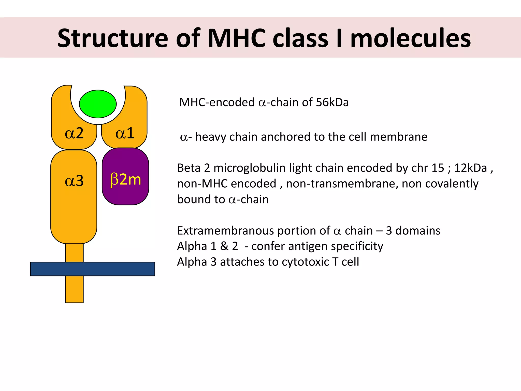 1
3
2
MHC-encoded -chain of 56kDa
Structure of MHC class I molecules
2m
- heavy chain anchored to the cell membrane
Beta 2 microglobulin light chain encoded by chr 15 ; 12kDa ,
non-MHC encoded , non-transmembrane, non covalently
bound to -chain
Extramembranous portion of  chain – 3 domains
Alpha 1 & 2 - confer antigen specificity
Alpha 3 attaches to cytotoxic T cell
 