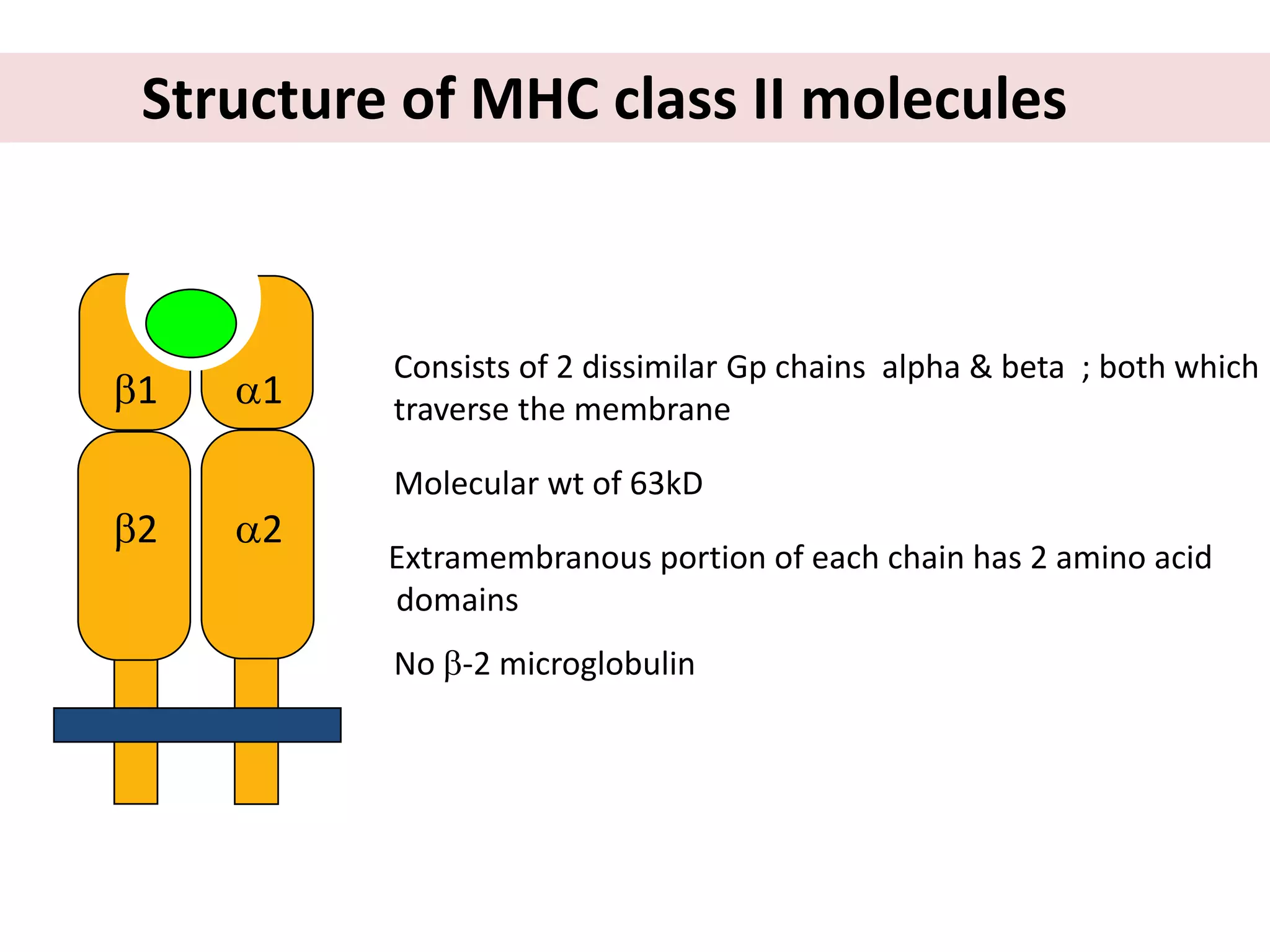 2
1
Molecular wt of 63kD
Consists of 2 dissimilar Gp chains alpha & beta ; both which
traverse the membrane
2
1
Structure of MHC class II molecules
Extramembranous portion of each chain has 2 amino acid
domains
No -2 microglobulin
 