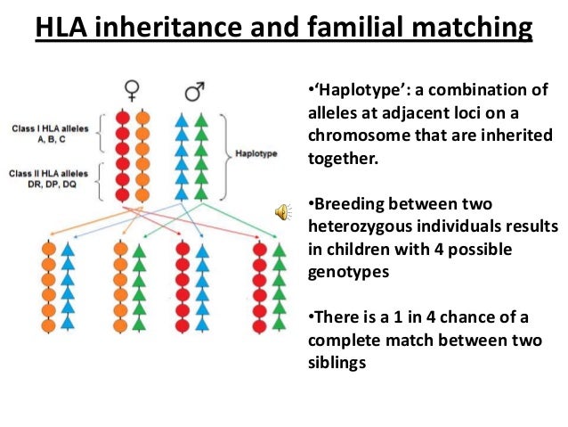 Image Result For Inheritance Image Result For Inheritance