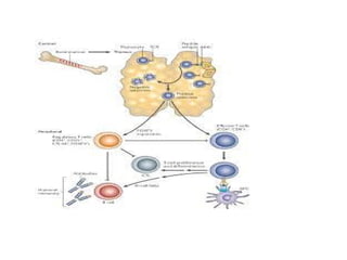 Comprehensive Overview of Organ Transplant Rejection and Immune ...