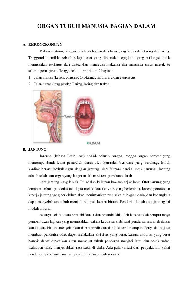 ORAGAN TUBUH MANUSIA BAGIAN DALAM