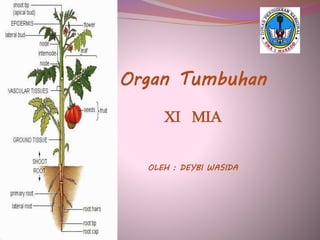 Organ Tumbuhan 
XI MIA 
OLEH : DEYBI WASIDA 
 