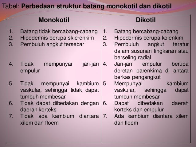 Tabel perbedaan batang dikotil dan monokotil