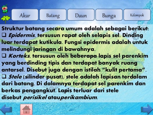 Organ Tumbuhan Dikotil dan Monokotil Organ Tumbuhan Dikotil dan Monokotil