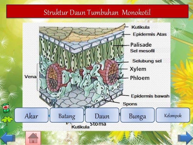  Struktur Daun  Tumbuhan Monokotil Dan Dikotil Berbagai 