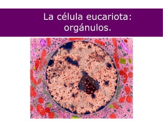 La célula eucariota:
orgánulos.
 