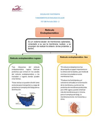 ESCUELA DE FISIOTERAPIA
FUNDAMENTOS DE BIOLOGIA CELULAR
FST 108 Periodo 2016 – 2
Retículo
Endoplasmático
Es un sistema tubular de membranas aplanadas,
conectado a su vez la membrana nuclear, y se
encargan de realizar la síntesis de las proteínas y
lípidos.
Fuente: http://www.tipos.co/tipos-de-
organelos/#ixzz4A4YtzA5T
Retículo endoplasmático rugoso
Retículo endoplasmático liso
*Los ribosomas del retículo
endoplasmático rugoso fabrican
proteínas que entran en los canales
del retículo endoplasmático, y los
trasladan a lugares donde pueden
crear bolsas.
*Estas bolsas se pueden dividir como
vesículaspara transportarsu carga de
proteínasal complejode Golgi parasu
distribución.
*El retículoendoplásmicoliso
desempeñaun papel importante en
la síntesisde loslípidos,pormediode
enzimasincrustadasenestas
membranaslisas.
*Produce losfosfolípidosyel
colesterol utilizadosenlaformación
de la membrana,yjuntocon las
proteínasde membranaproducidas
por el RE rugoso,puede sintetizar
más de membranasporsí misma,
para el complejode Golgi,la
membranacelular,loslisosomas,y
otros.
 