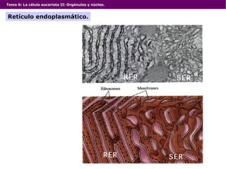 Tema 6: La célula eucariota II: Orgánulos y núcleo.
Retículo endoplasmático.
 
