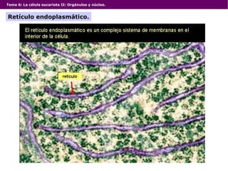 Tema 6: La célula eucariota II: Orgánulos y núcleo.
Retículo endoplasmático.
 
