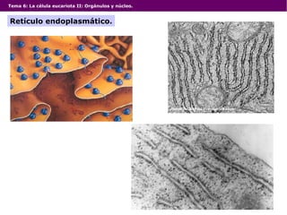 Tema 6: La célula eucariota II: Orgánulos y núcleo.
Retículo endoplasmático.
 