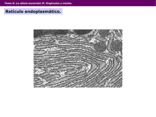 Tema 6: La célula eucariota II: Orgánulos y núcleo.
Retículo endoplasmático.
 