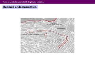 Tema 6: La célula eucariota II: Orgánulos y núcleo.
Retículo endoplasmático.
 