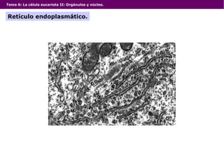 Tema 6: La célula eucariota II: Orgánulos y núcleo.
Retículo endoplasmático.
 