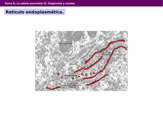 Tema 6: La célula eucariota II: Orgánulos y núcleo.
Retículo endoplasmático.
 