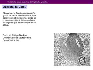 Tema 6: La célula eucariota II: Orgánulos y núcleo.
Aparato de Golgi.
David M. Phillips/The Pop.
Council/Science Source/Photo
Researchers, Inc.
El aparato de Golgi es un pequeño
grupo de sacos membranosos lisos
apilados en el citoplasma. Dirige las
proteínas recién sintetizadas hacia
los lugares que deben ocupar en la
célula.
 