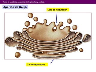 Tema 6: La célula eucariota II: Orgánulos y núcleo.
Aparato de Golgi.
 