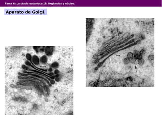 Tema 6: La célula eucariota II: Orgánulos y núcleo.
Aparato de Golgi.
 