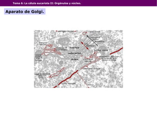 Tema 6: La célula eucariota II: Orgánulos y núcleo.
Aparato de Golgi.
 