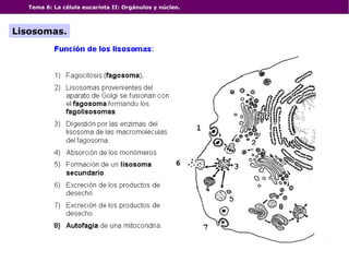 Tema 6: La célula eucariota II: Orgánulos y núcleo.
Lisosomas.
 