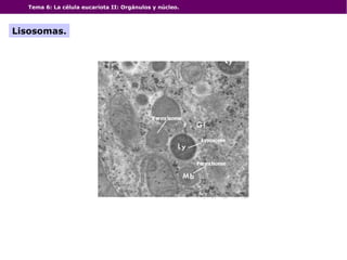 Tema 6: La célula eucariota II: Orgánulos y núcleo.
Lisosomas.
 
