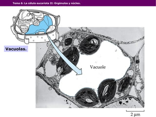 Tema 6: La célula eucariota II: Orgánulos y núcleo.
Vacuolas.
 