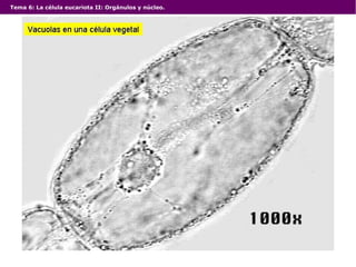 Tema 6: La célula eucariota II: Orgánulos y núcleo.
 
