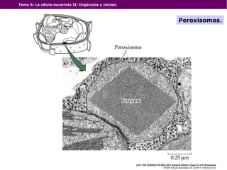 Tema 6: La célula eucariota II: Orgánulos y núcleo.
Peroxisomas.
 