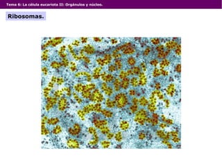 Tema 6: La célula eucariota II: Orgánulos y núcleo.
Ribosomas.
 