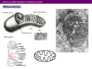 Tema 6: La célula eucariota II: Orgánulos y núcleo.
Mitocondrias.
 