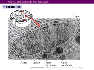 Tema 6: La célula eucariota II: Orgánulos y núcleo.
Mitocondrias.
 