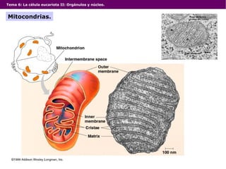 Tema 6: La célula eucariota II: Orgánulos y núcleo.
Mitocondrias.
 