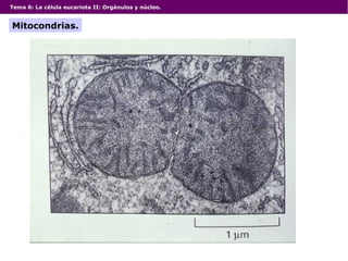 Tema 6: La célula eucariota II: Orgánulos y núcleo.
Mitocondrias.
 