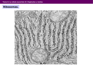Tema 6: La célula eucariota II: Orgánulos y núcleo.
Ribosomas.
 
