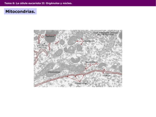 Tema 6: La célula eucariota II: Orgánulos y núcleo.
Mitocondrias.
 