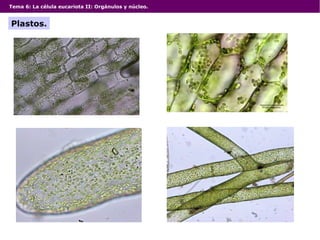 Tema 6: La célula eucariota II: Orgánulos y núcleo.
Plastos.
 