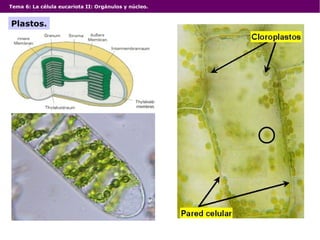 Tema 6: La célula eucariota II: Orgánulos y núcleo.
Plastos.
 