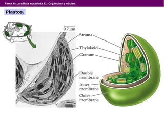 Tema 6: La célula eucariota II: Orgánulos y núcleo.
Plastos.
 