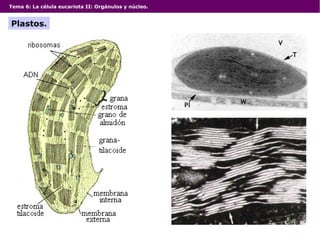 Tema 6: La célula eucariota II: Orgánulos y núcleo.
Plastos.
 