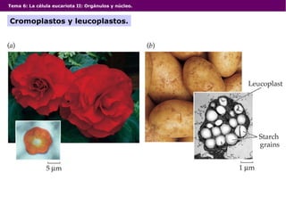 Tema 6: La célula eucariota II: Orgánulos y núcleo.
Cromoplastos y leucoplastos.
 