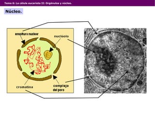 Tema 6: La célula eucariota II: Orgánulos y núcleo.
Núcleo.
 