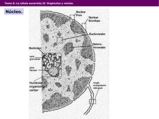 Tema 6: La célula eucariota II: Orgánulos y núcleo.
Núcleo.
 