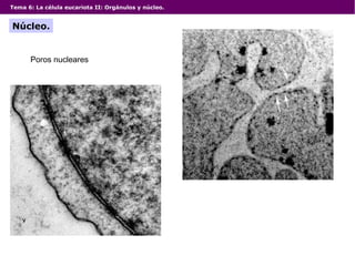 Tema 6: La célula eucariota II: Orgánulos y núcleo.
Núcleo.
Poros nucleares
 