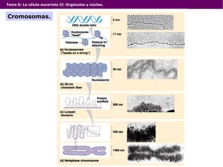 Tema 6: La célula eucariota II: Orgánulos y núcleo.
Cromosomas.
 