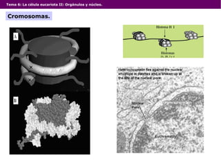 Tema 6: La célula eucariota II: Orgánulos y núcleo.
Cromosomas.
 