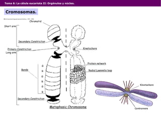 Tema 6: La célula eucariota II: Orgánulos y núcleo.
Cromosomas.
 
