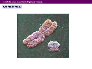 Tema 6: La célula eucariota II: Orgánulos y núcleo.
Cromosomas.
 