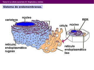 Tema 6: La célula eucariota II: Orgánulos y núcleo.
Sistema de endomembranas.
 